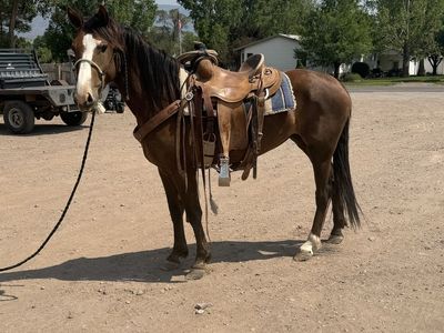 3-Year-Old Mare - 45 Days Riding, Gentle, 14.2 Hands - Ready to Finish