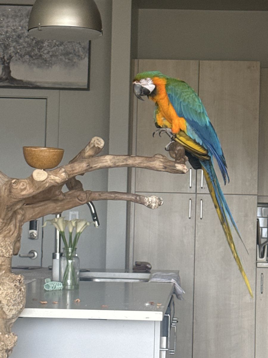 Macaw