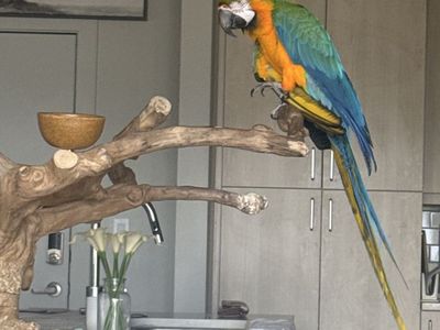Macaw