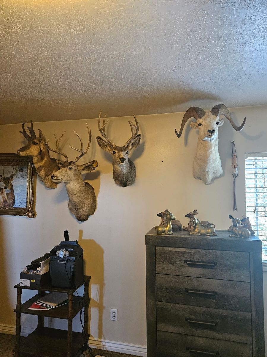 Mule Deer Buck Taxidermy Mount, Large Antlers, Excellent Condition