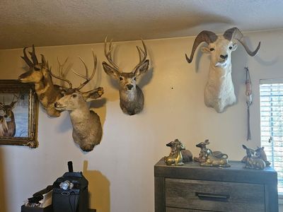 Mule Deer Buck Taxidermy Mount, Large Antlers, Excellent Condition