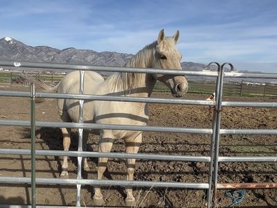 Project/Companion Quarter Horse