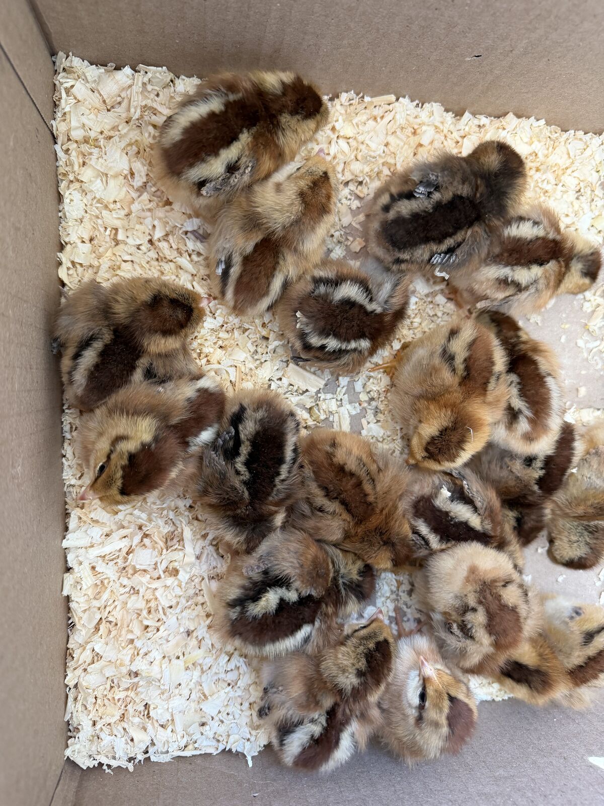 Welsummer sexed pullets chicks!