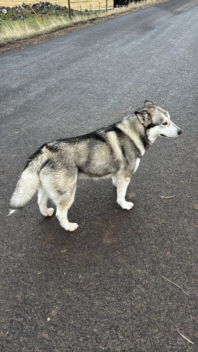 Female Purebred Alasken Malamute/ Big Sized Kenel / Dog Backpack