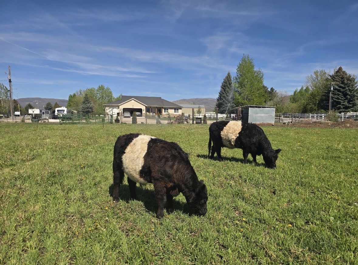 14 month old belted galloway steer