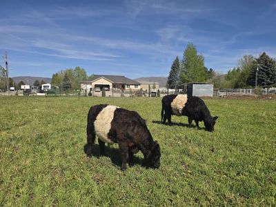 14 month old belted galloway steer