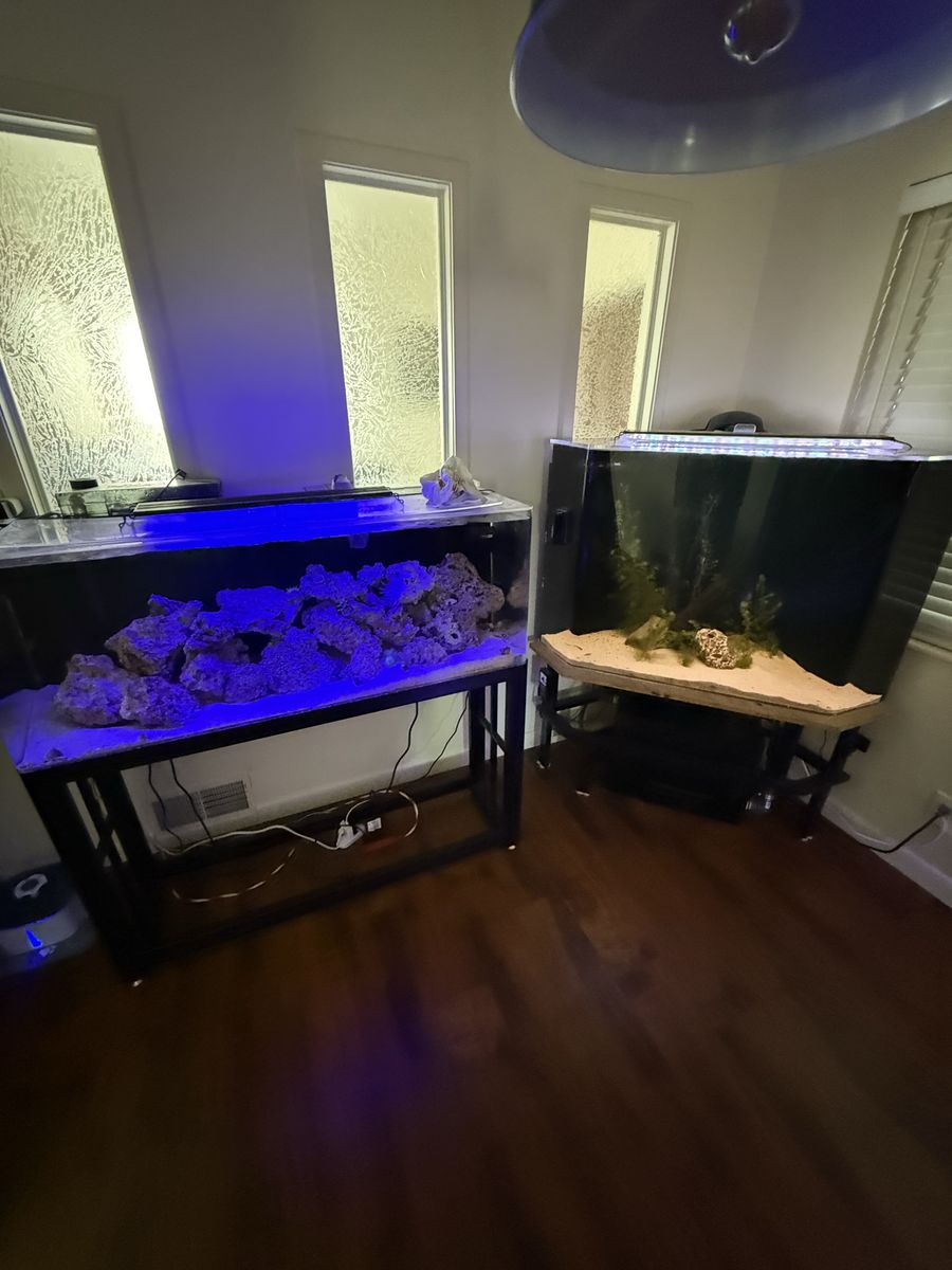 55 gallon salt water aquarium