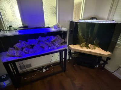 55 gallon salt water aquarium