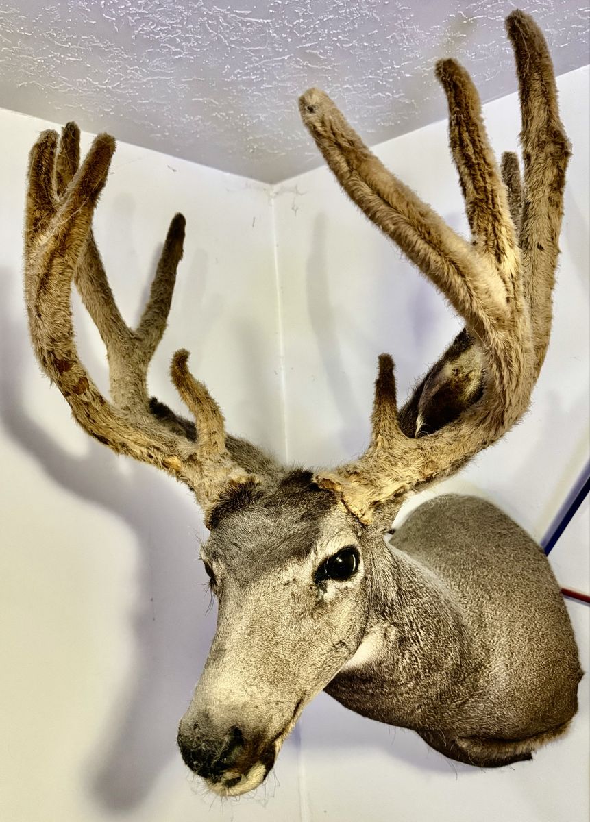 Nice Velvet Mule Deer