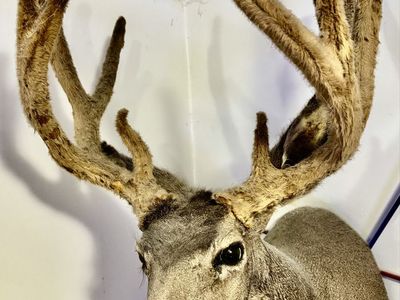 Nice Velvet Mule Deer
