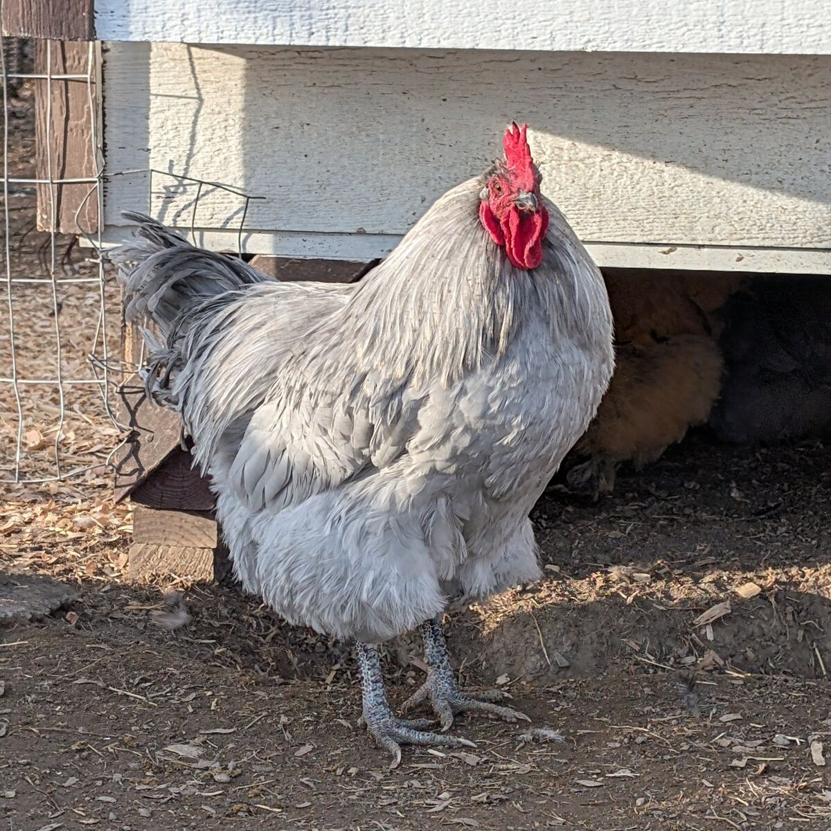 Orthongton Rooster