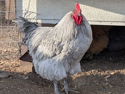 Orthongton Rooster