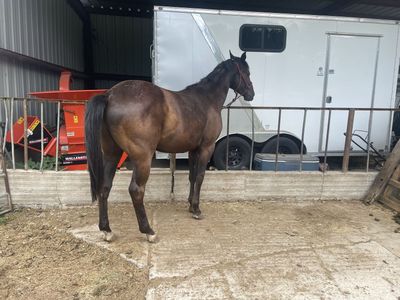 5yr Old Gelding