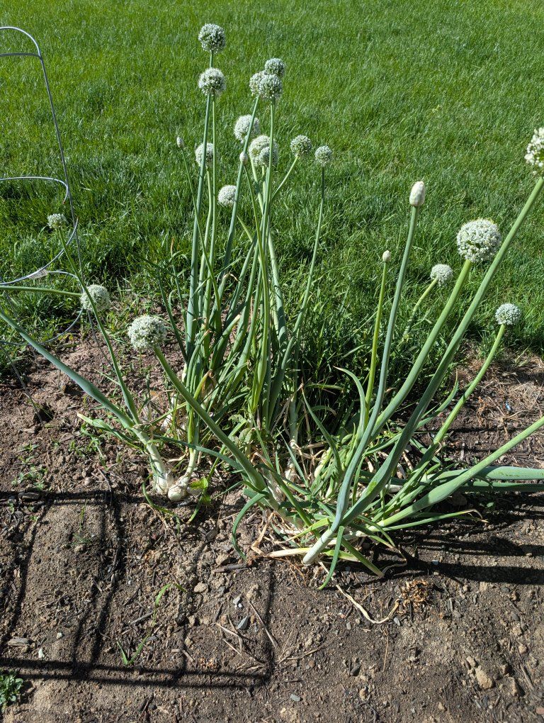 Onions