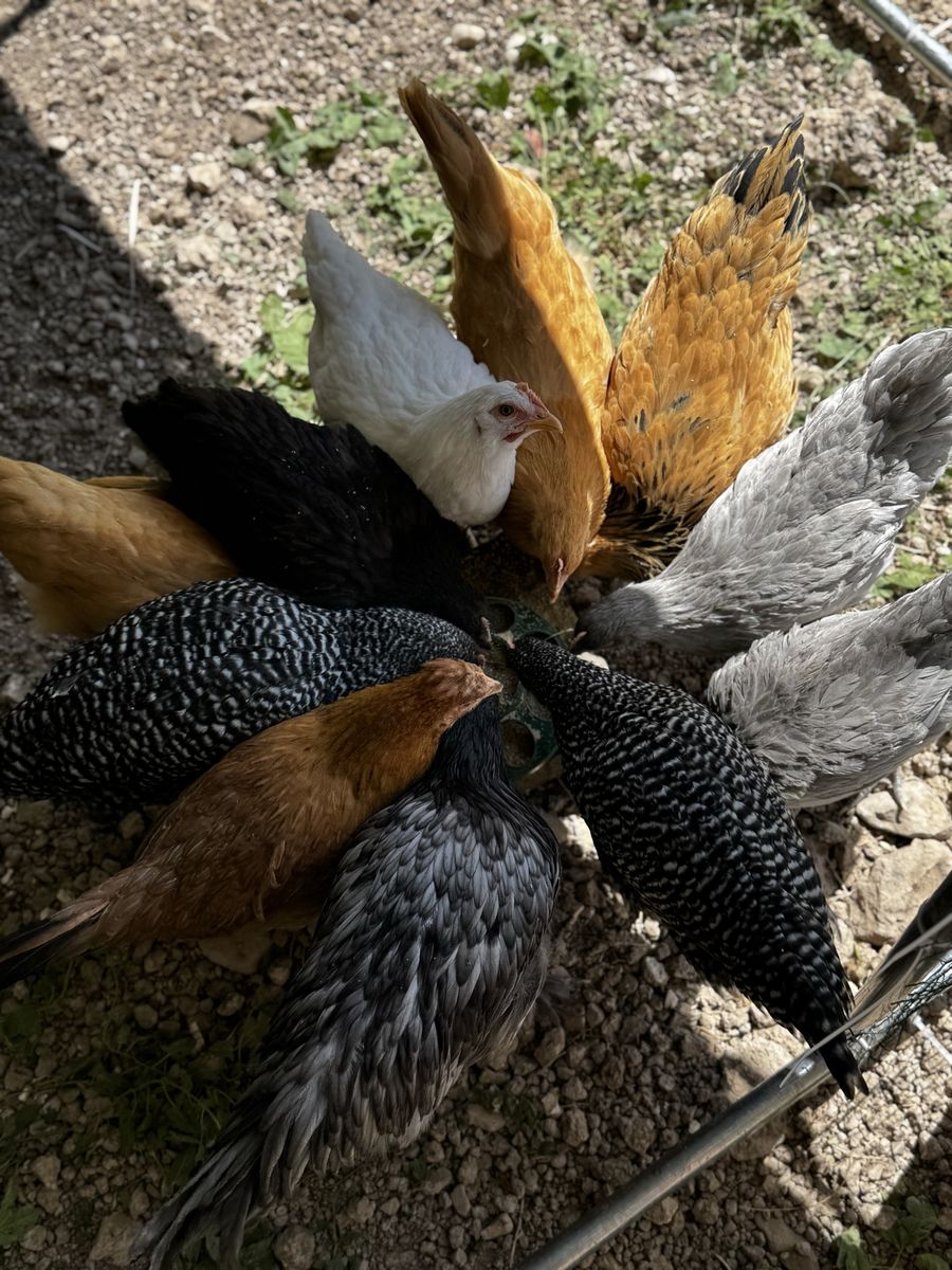 11 Friendly Hand Raised Chickens + 1 Rooster Looking for Good Home