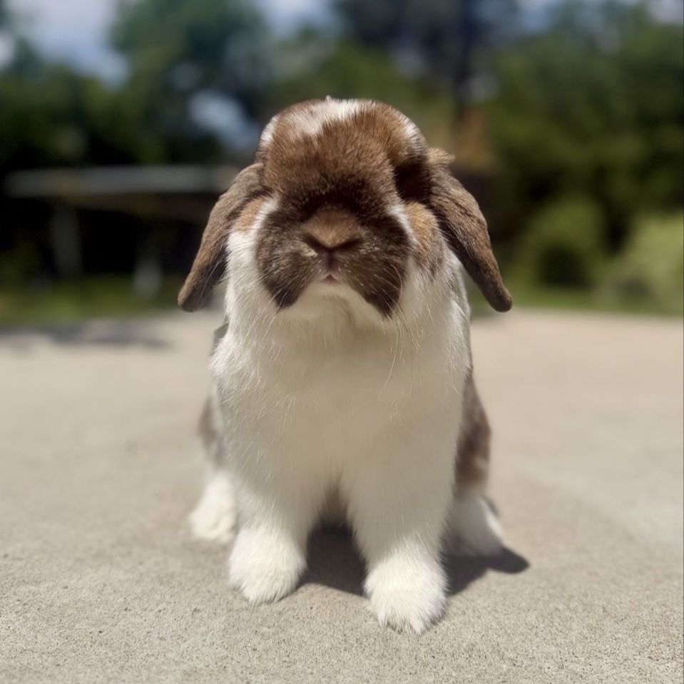 Show Holland Lop Buck