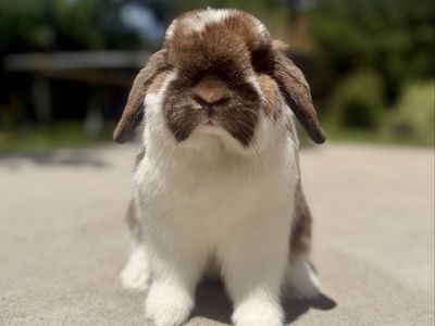 Show Holland Lop Buck