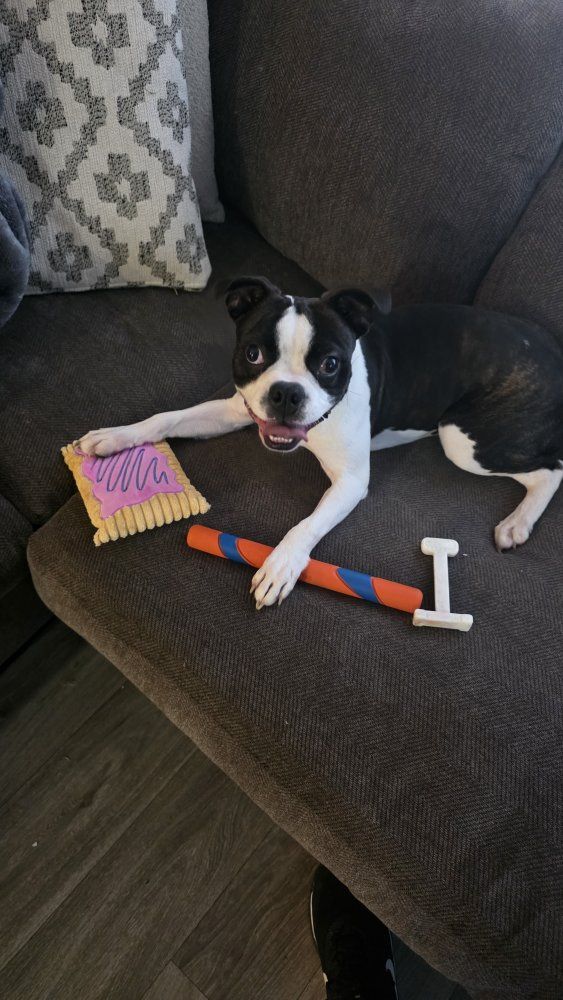 Boston Terrier Dog (AKC)