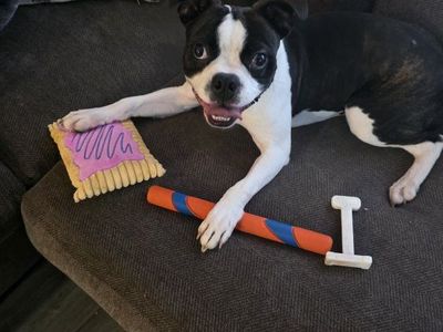 Boston Terrier Dog (AKC)