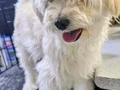 Terrier (Biscuit)