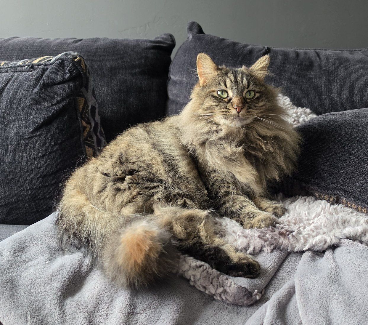 Siberian girl cat