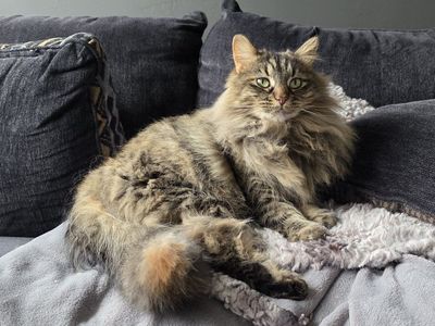 Siberian girl cat