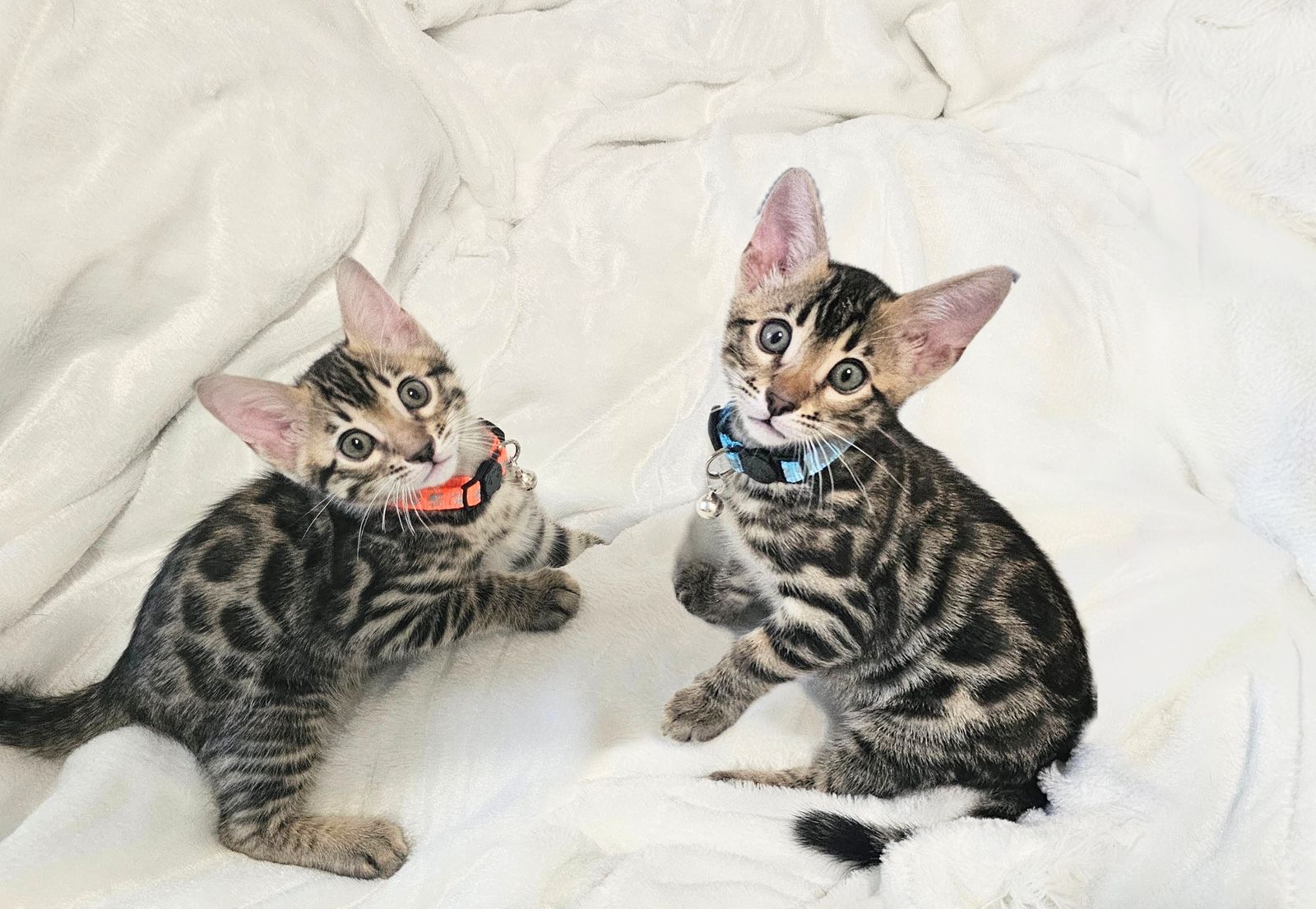 Bengal Kittens looking for their forever homes!!