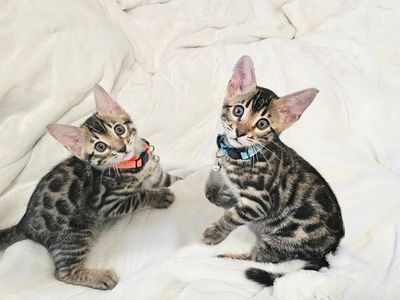 Bengal Kittens looking for their forever homes!!