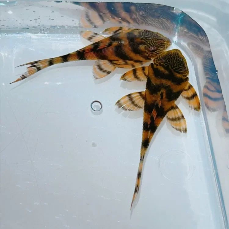 L397Alenquer tiger plecos