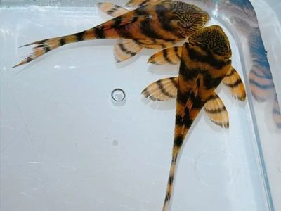 L397Alenquer tiger plecos