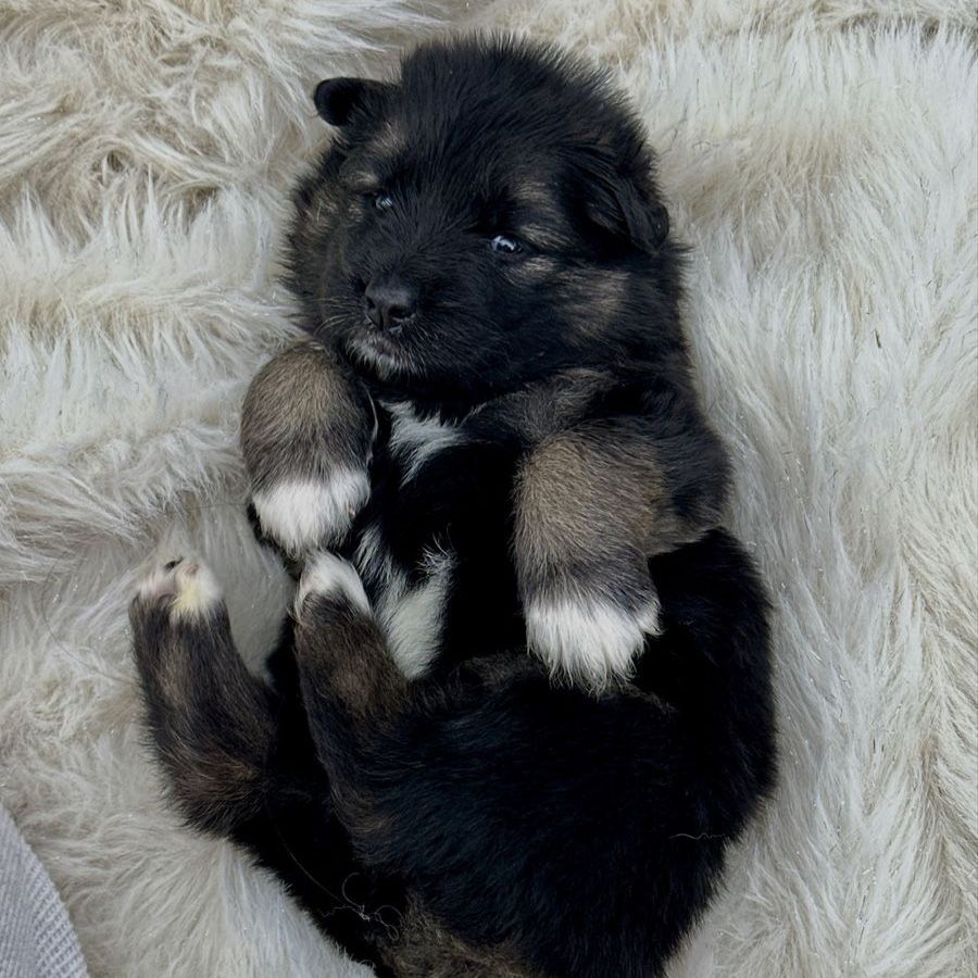 Sammy Shepherd puppies