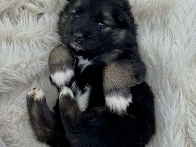 Sammy Shepherd puppies