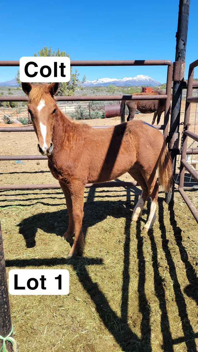 Unhandled colts and fillies