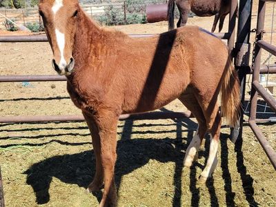 Unhandled colts and fillies