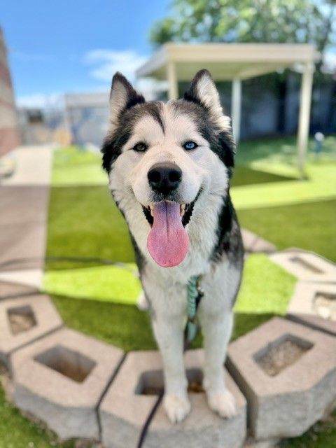 A133890 Maeva is Available for Adoption!