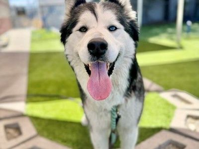 A133890 Maeva is Available for Adoption!