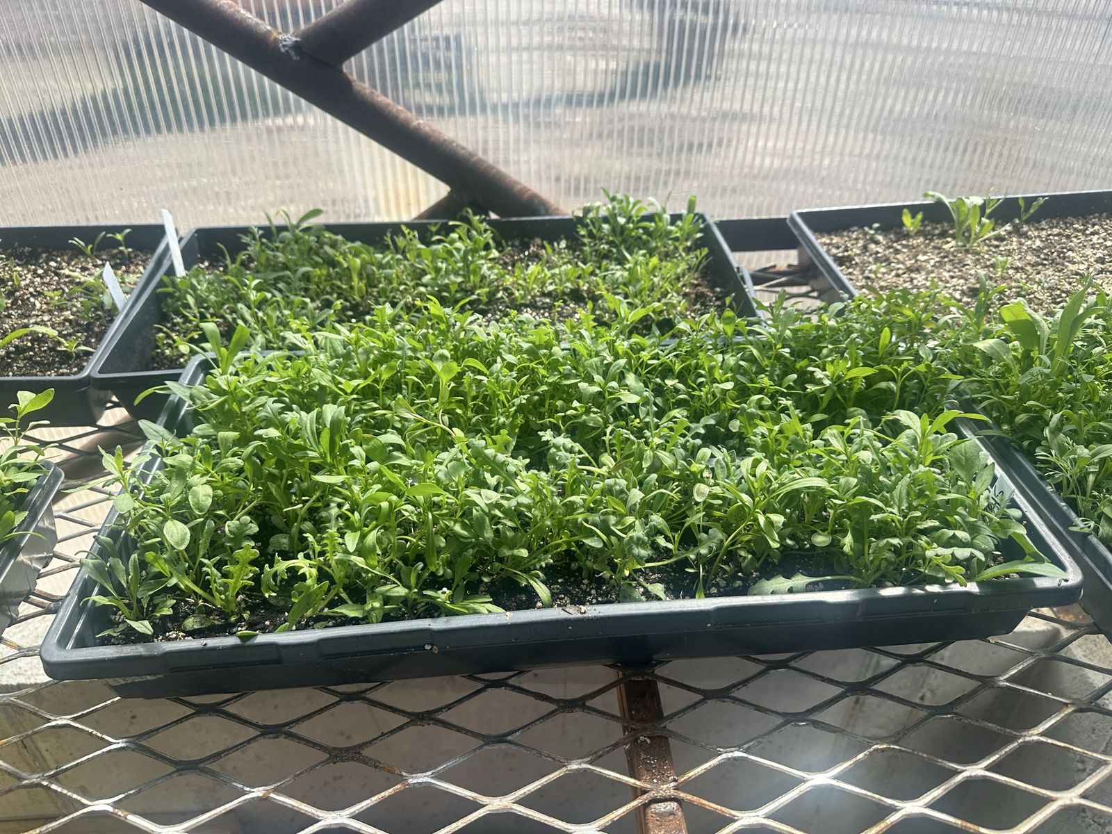 WILDFLOWER shade mix