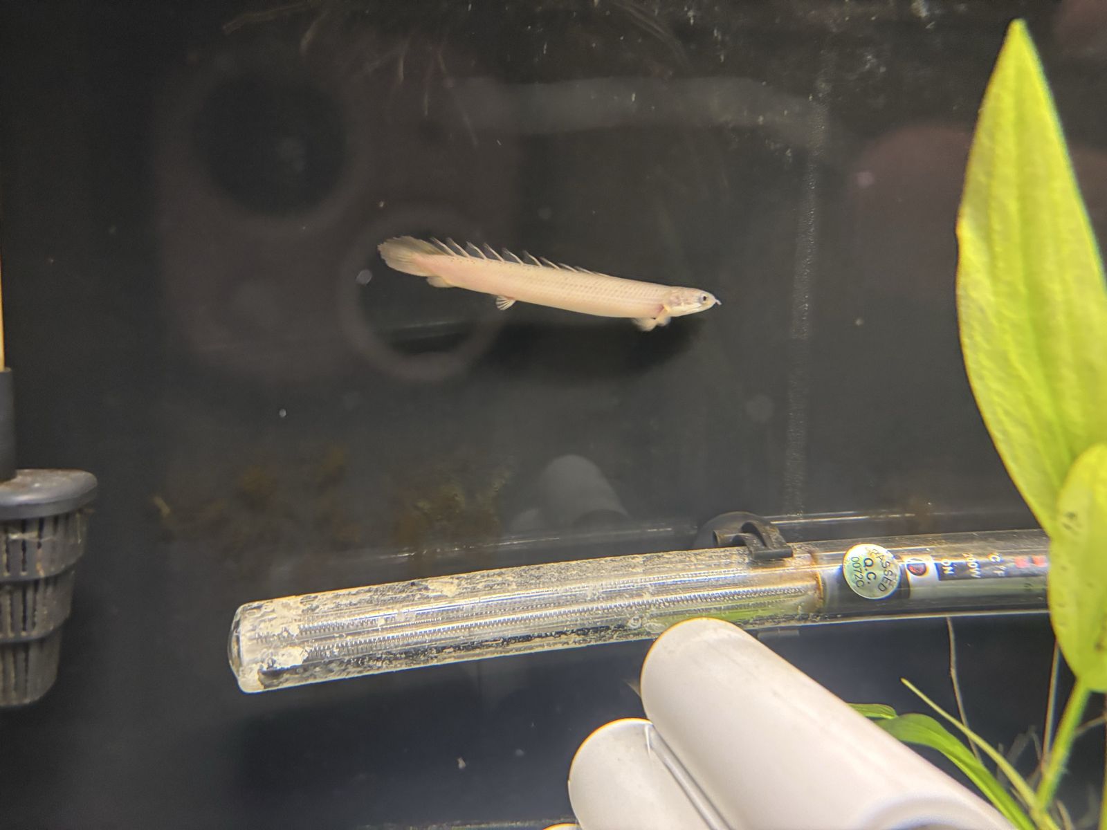 4-5 in seangle bicher