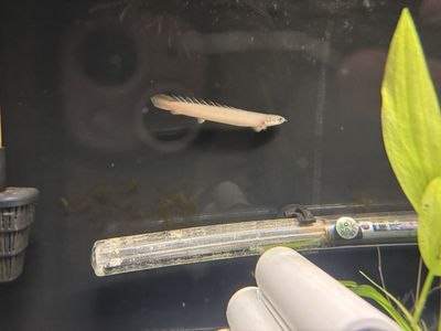 4-5 in seangle bicher