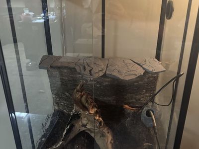 Reptile cage