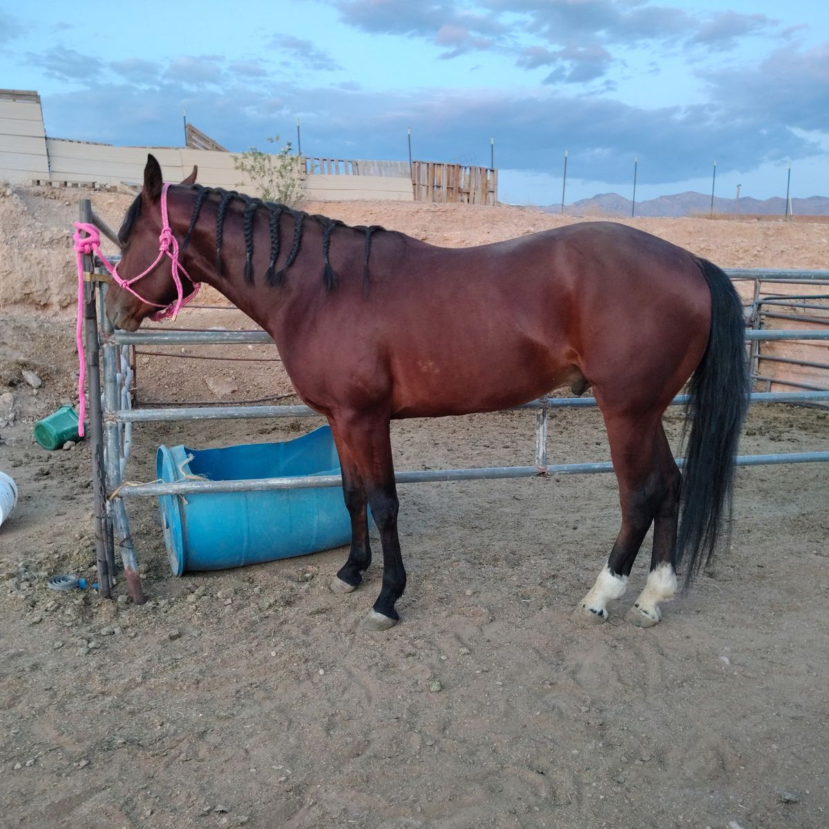 Aqha stallion for sale