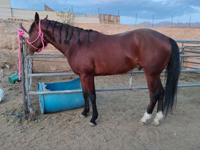 Aqha stallion for sale