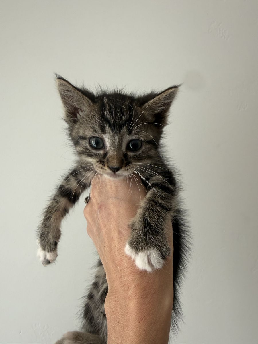 Free Kittens