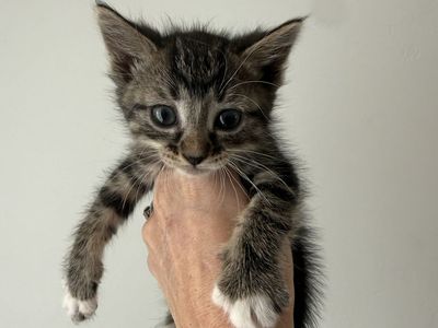 Free Kittens