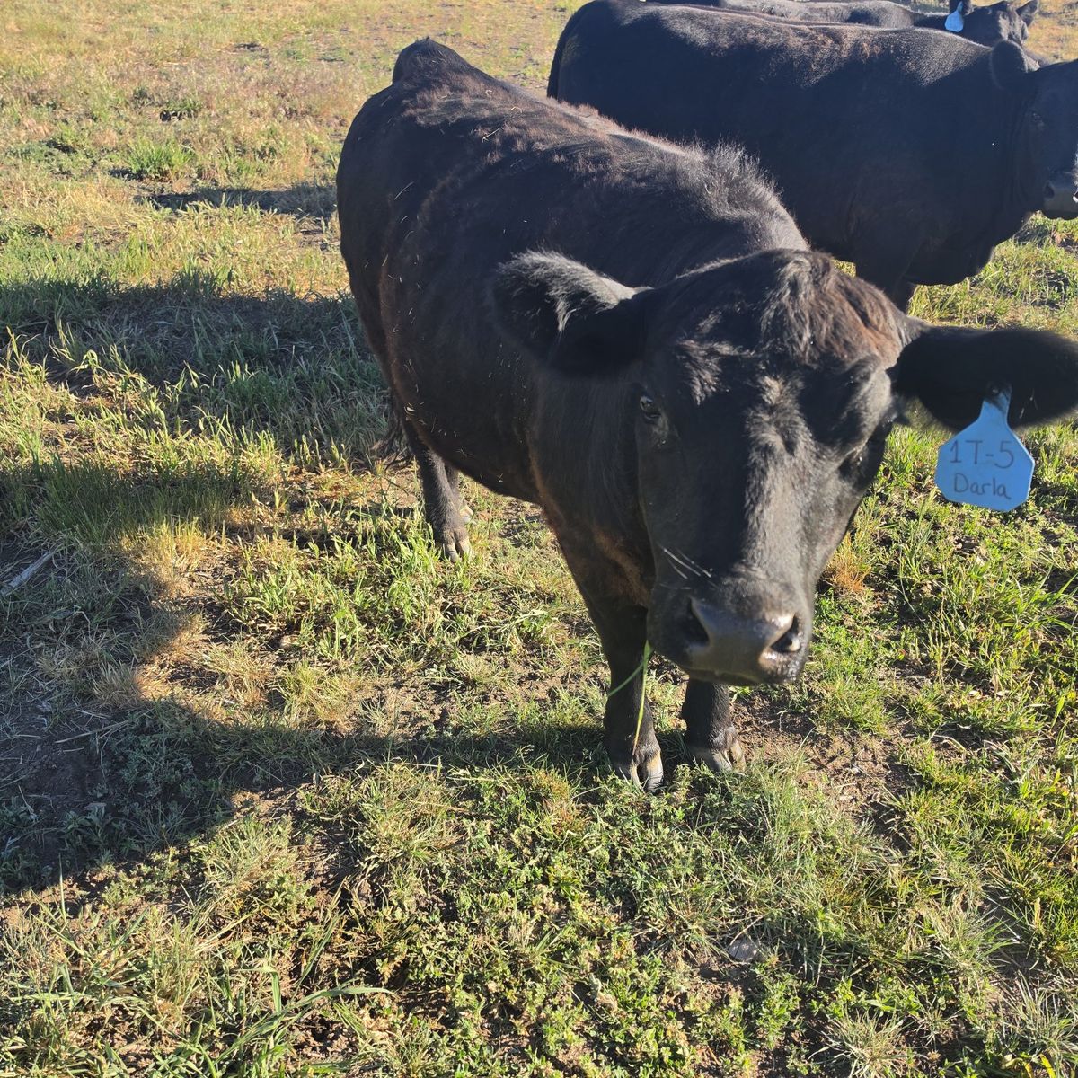 Lowline Aberdeen Angus heifers