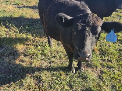 Lowline Aberdeen Angus heifers