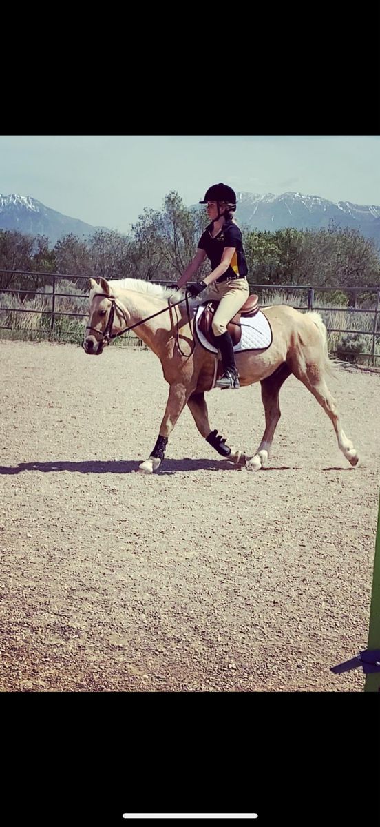 Horse Riding Lessons & Training: Groundwork, Desensitization, Confidence Building & Barn Help in Utah County