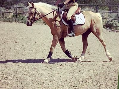 Horse Riding Lessons & Training: Groundwork, Desensitization, Confidence Building & Barn Help in Utah County