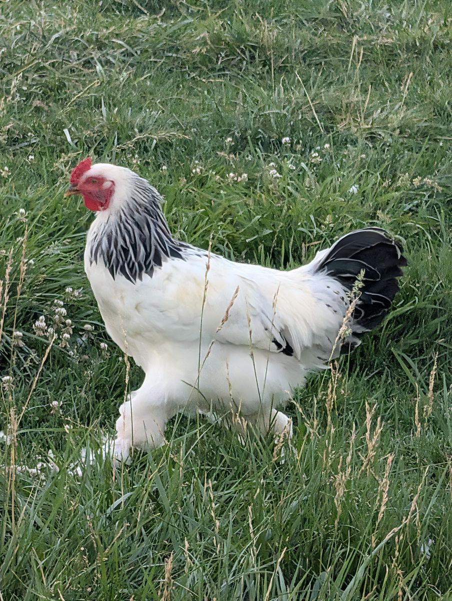Chicken rooster