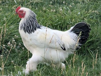 Chicken rooster